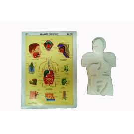 Maqueta de unicel Aparato digestivo