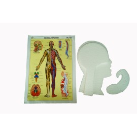 Maqueta de unicel Sistema nervioso